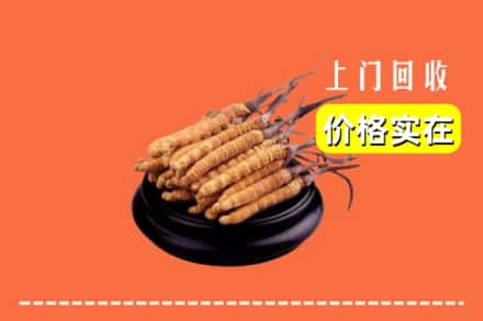 邵阳邵东市回收冬虫夏草